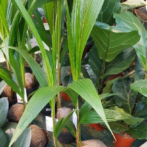 COCOS NUCIFERA V19 <br/> Piante Verdi da Interno