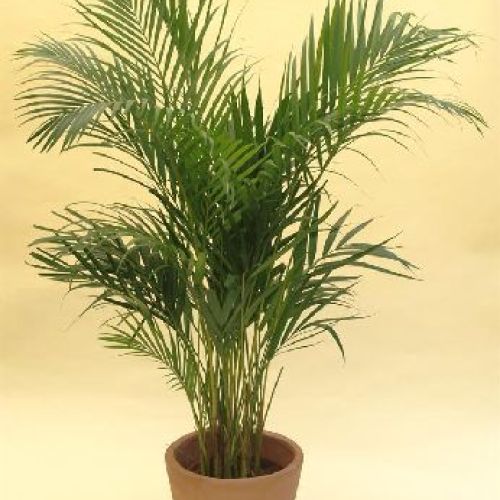 ARECA LUTESCENS H140 <br/> Piante Verdi da Interno