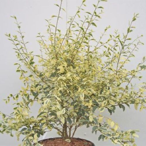 LIGUSTRUM IBOTA MUSLI V17 <br/> Arbusti