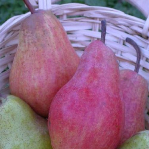 PYRUS COMMUNIS WILLIAM ROSSO V24 PERA <br/> Piante e Alberi da Frutto