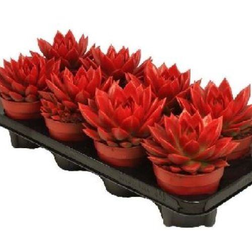 ECHEVERIA RAINBOW COLOR V12 <br/> Piante Grasse