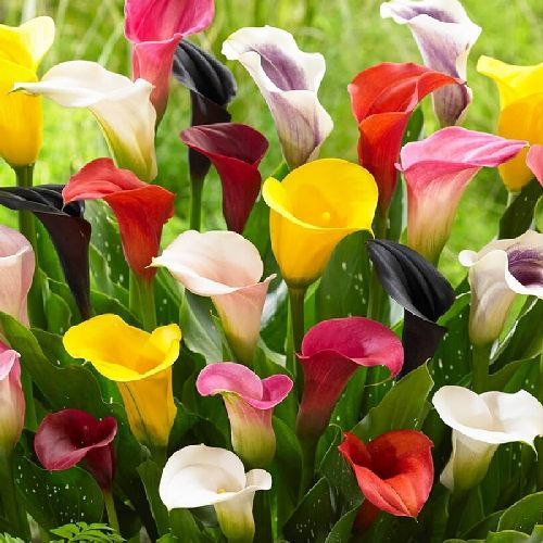 CALLA MIX COLOR V15 <br/> Piante Perenni ed Erbacee, Fiori Perenni