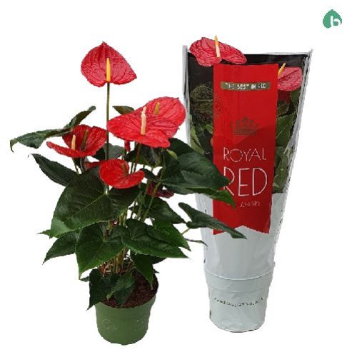 ANTHURIUM ANDREANUM V.21 <br/> Piante Fiorite da Interno