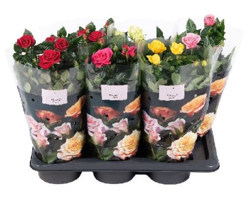 ROSELLINA PALACE MIX V 17 <br/> Piante Fiorite da Giardino