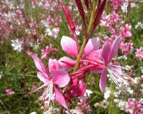 GAURA MIX V16 <br/> Piante Perenni ed Erbacee, Fiori Perenni