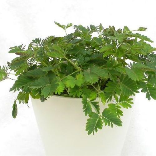 MIMOSA PUDICA V9 <br/> Piante Verdi da Interno