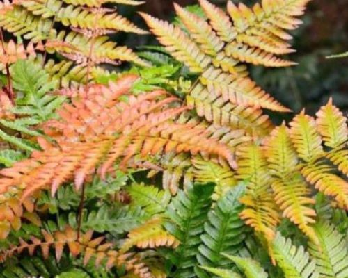 DRYOPTERIS ERYTHOSORA V17 <br/> Piante Perenni ed Erbacee, Fiori Perenni