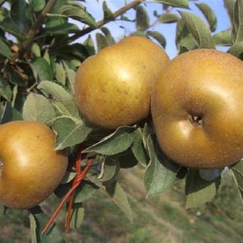 MALUS COMMUNIS RENETTA GRIGIA V24 MELA <br/> Piante e Alberi da Frutto