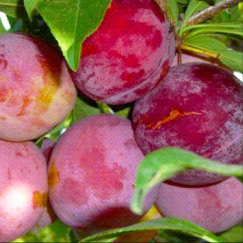 PRUNUS DOMESTICA OZARK PREMIER V24 SUSINO <br/> Piante e Alberi da Frutto