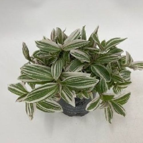 TRADESCANTIA WHITE COBRA V10 <br/> Piante Verdi da Interno