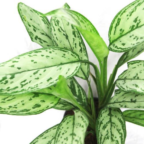 AGLOMENA OVERIG V.24 <br/> Piante Verdi da Interno