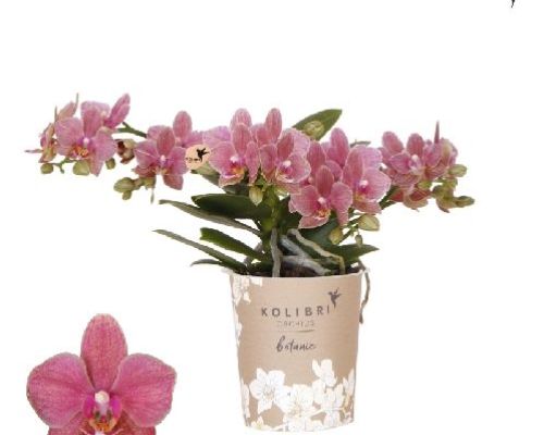 PHALAENOPSIS KOLIBRI 2F V9 <br/> Piante Fiorite da Interno