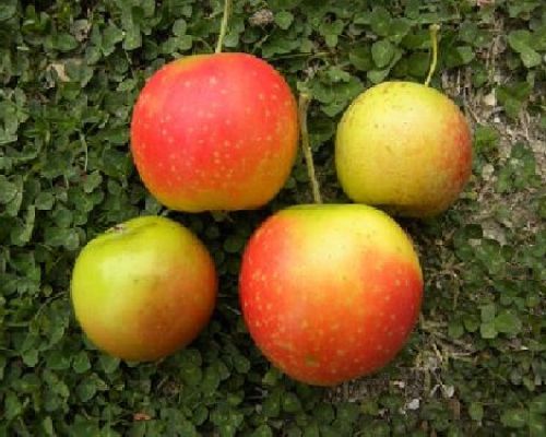 MALUS COMMUNIS GAVA V24 MELA <br/> Piante e Alberi da Frutto