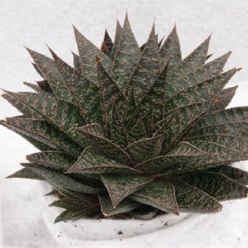 HAWORTHIE-GASTERIE MIX V.10 <br/> Piante Grasse