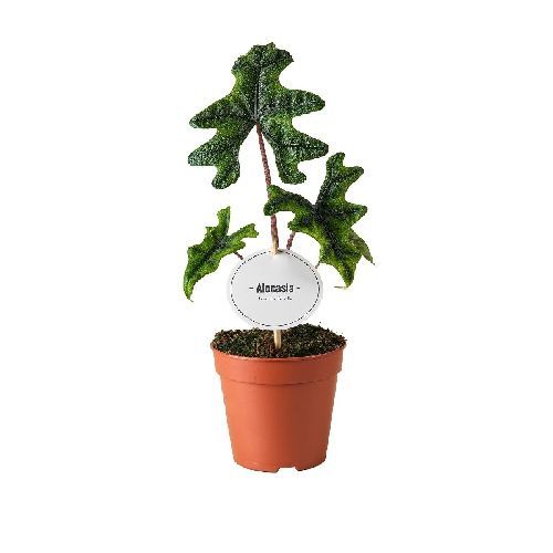 ALOCASIA JACKLIN V12 <br/> Piante Verdi da Interno