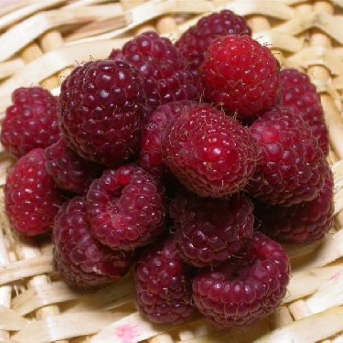RUBUS IDAEUS TULAMEEN V17 LAMPONE <br/> Piante e Alberi da Frutto