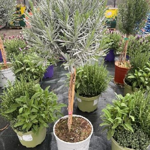 LAVANDA ANGUSTIFOLIA  ALBERELLO V19 <br/> Piante Aromatiche