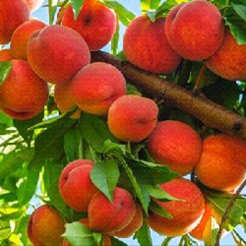 PRUNUS PERSICA PLATICARPA BIANCA V24 PESCA BIANCA <br/> Piante e Alberi da Frutto