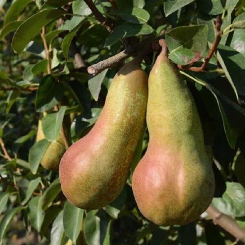 PYRUS COMMUNIS KAISER V24 PERA <br/> Piante e Alberi da Frutto