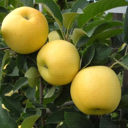 MALUS COMMUNIS OZARK GOLD V24 MELA <br/> Piante e Alberi da Frutto