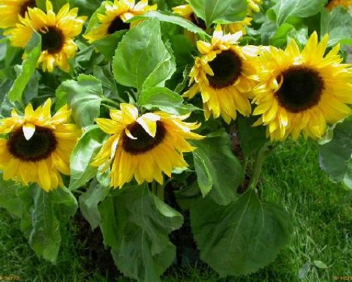 HELIANTHUS ANNUUS V17 GIRASOLE <br/> Piante Fiorite da Giardino