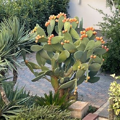 OPUNTIA VULGARIS V12 <br/> Piante Grasse