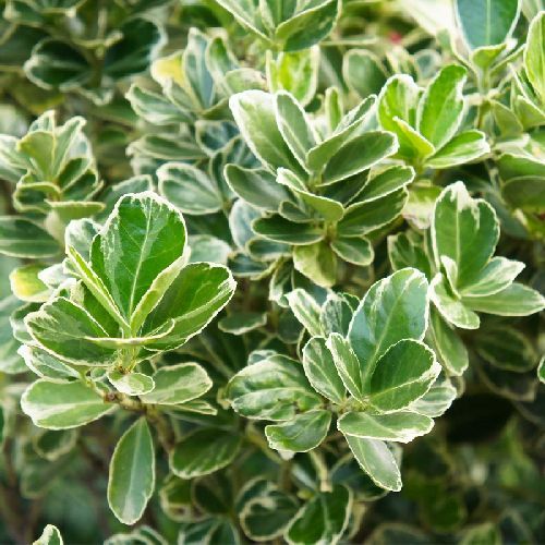 EUONYMUS JAPONICUS PRESIDENT GAUTHIER V17 <br/> Piante Ornamentali