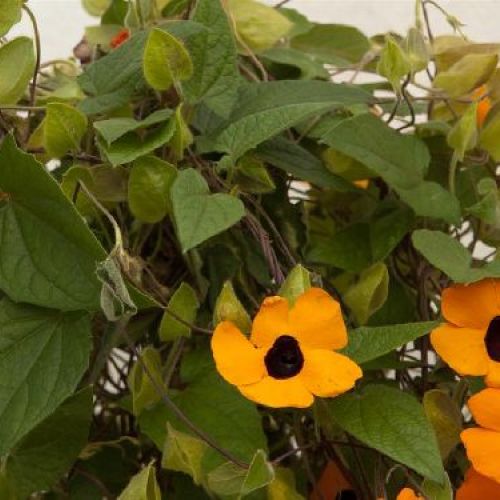 THUNBERGIA ALATA V17 H 70 <br/> Piante Rampicanti