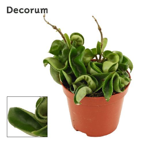 HOYA CARNOSA COMPACTA V9 <br/> Piante Verdi da Interno