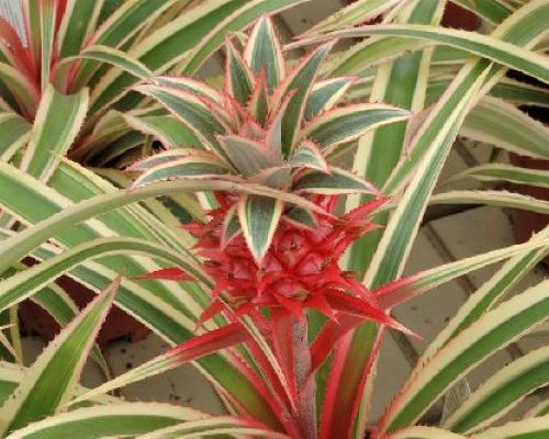 ANANAS ROSITA V9 <br/> Piante Verdi da Interno