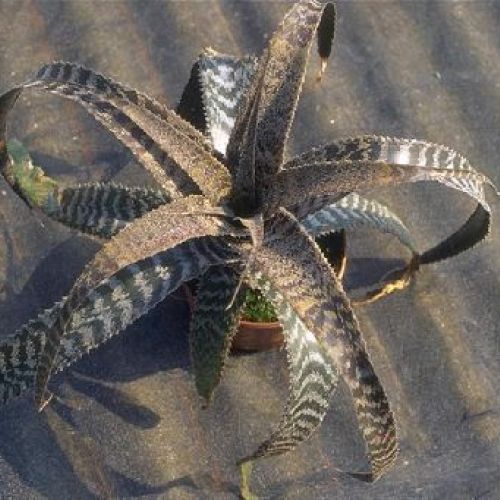 CRYPTANTHUS MIX V6 <br/> Piante Verdi da Interno