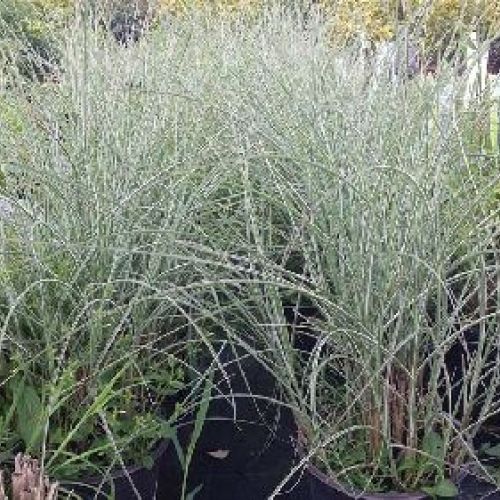 MISCANTHUS MORNING LIGHT V14 <br/> Piante Perenni ed Erbacee, Fiori Perenni