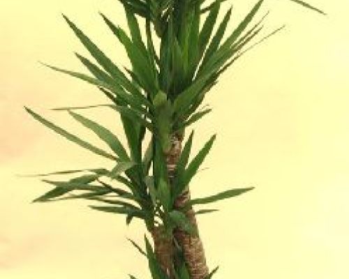 YUCCA H.30-60-150 <br/> Piante Verdi da Interno