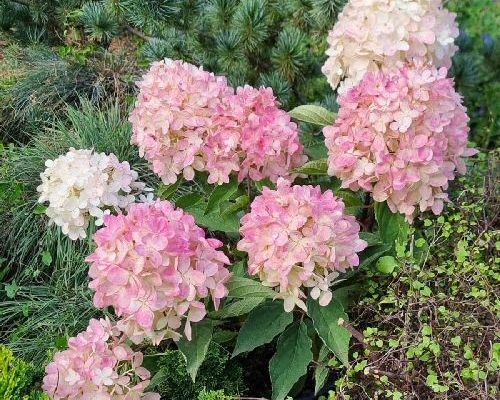 HYDRANGEA PANICULATA MAGICAL MOUNT FUJI V34 <br/> Piante Fiorite da Giardino