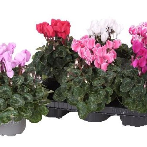 CYCLAMEN PERSICUM MINI V10 CICLAMINO <br/> Piante Fiorite da Interno