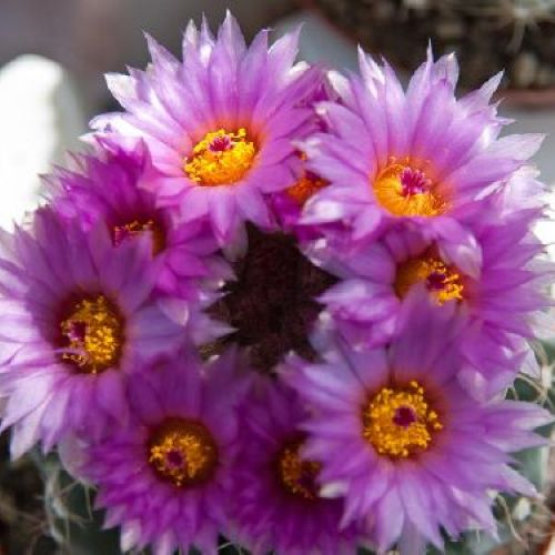 MAMMILLARIA v 5.5 <br/> Piante Grasse