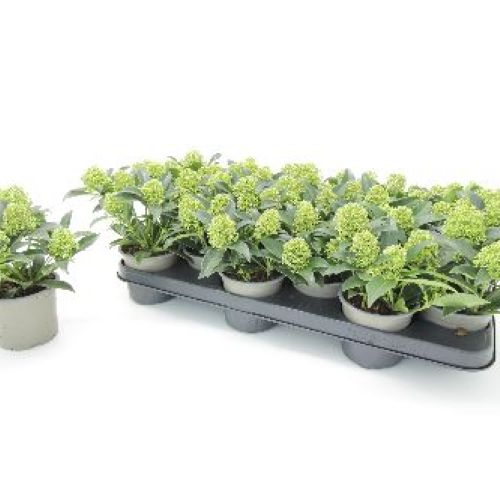 SKIMMIA JAPONICA GODRIE'S DWARF V10 <br/> Piante acidofile