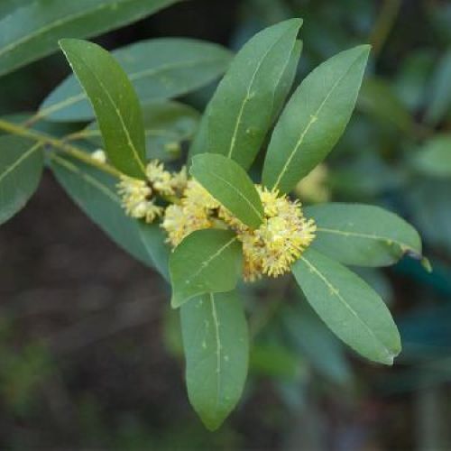 LAURUS NOBILIS LITTLE RAGU V17 <br/> Piante Aromatiche