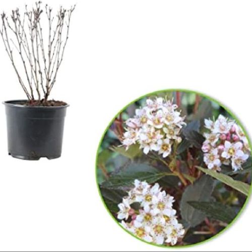 Physocarpus opulifolius little joker v17 <br/> Piante Fiorite da Giardino