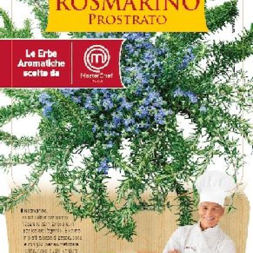ROSMARINO PROSTRATO V14 MASTERCHEF <br/> Piante Aromatiche