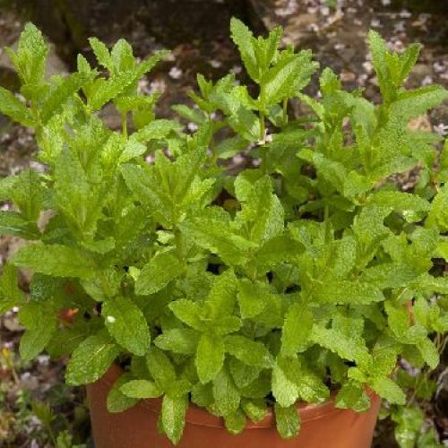 MENTA LIMONE L'AROMA V14 <br/> Piante Aromatiche