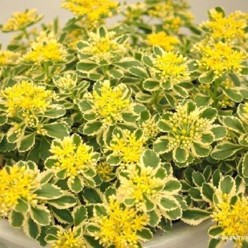 SEDUM ATLANTIS V13 <br/> Piante Perenni ed Erbacee, Fiori Perenni