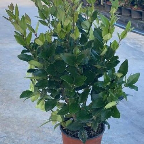 LIGUSTRO TEXANUM V17 <br/> Piante Ornamentali