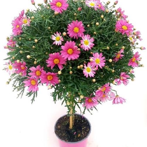ARGYRANTHEMUM FRUTESCENS ALBERELLO V19 MARGHERITA COLORATA <br/> Piante Perenni ed Erbacee, Fiori Perenni