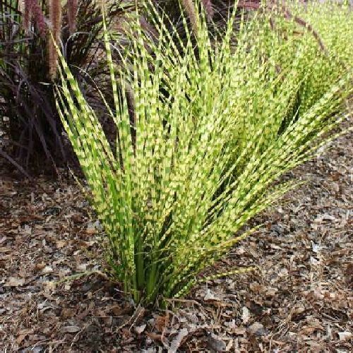 MISCANTHUS SINENSIS GOLD BAR V17 <br/> Piante Ornamentali
