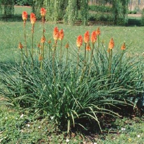 KNIPHOFIA UVARIA FLAMENCO V25 <br/> Piante Perenni ed Erbacee, Fiori Perenni