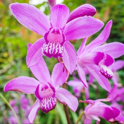 Bletilla striata V.22 <br/> Piante Perenni ed Erbacee, Fiori Perenni