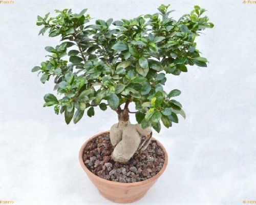 FICUS GINSENG V.23 <br/> Piante Verdi da Interno