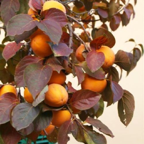 DIOSPYROS KAKO CIOCCOLATINO V24 KAKI CACHI <br/> Piante e Alberi da Frutto