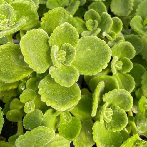 ORIGANO CUBANO v.14 h30 <br/> Piante Aromatiche